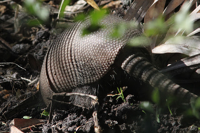 armadillo rolling armadillo rolling
