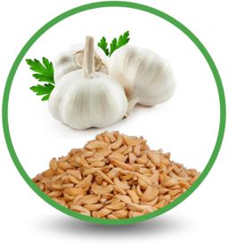 Manufacturers of Garlic Products