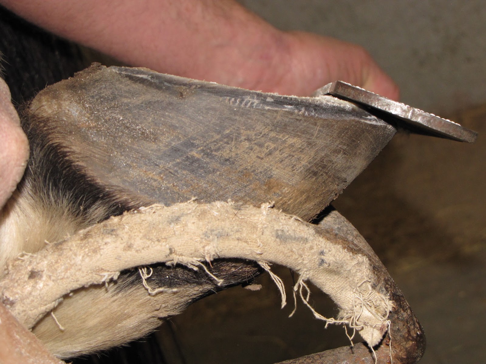 Innovative Equine Podiatry Barefoot Trimming and Management