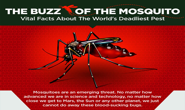The Buzz of the Mosquito 