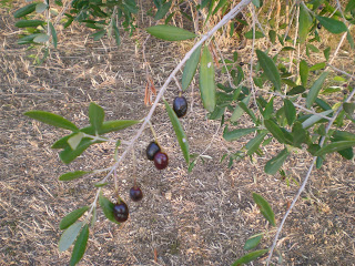 С нож и вилица в ръка 2011