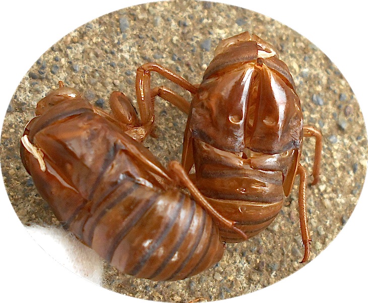 パリ旅人写真日記 セミ 蟬 蝉 脱皮 抜け殻は蝉退 せんたい 蝉の抜け殻