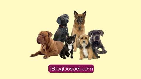 Biblical Meaning of Dog in a Dream  