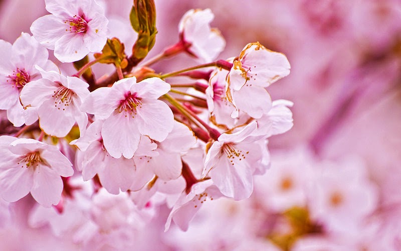 Gambar Wallpaper Bunga Sakura Jepang Cantik Instagram Hp