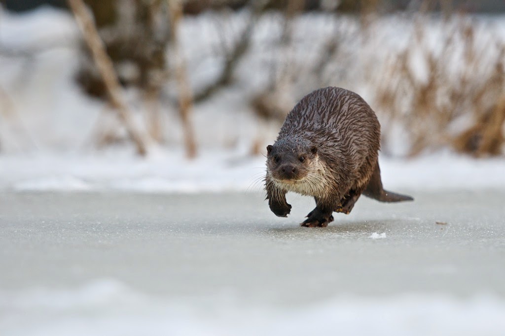 Matt's Photos Otters on Ice