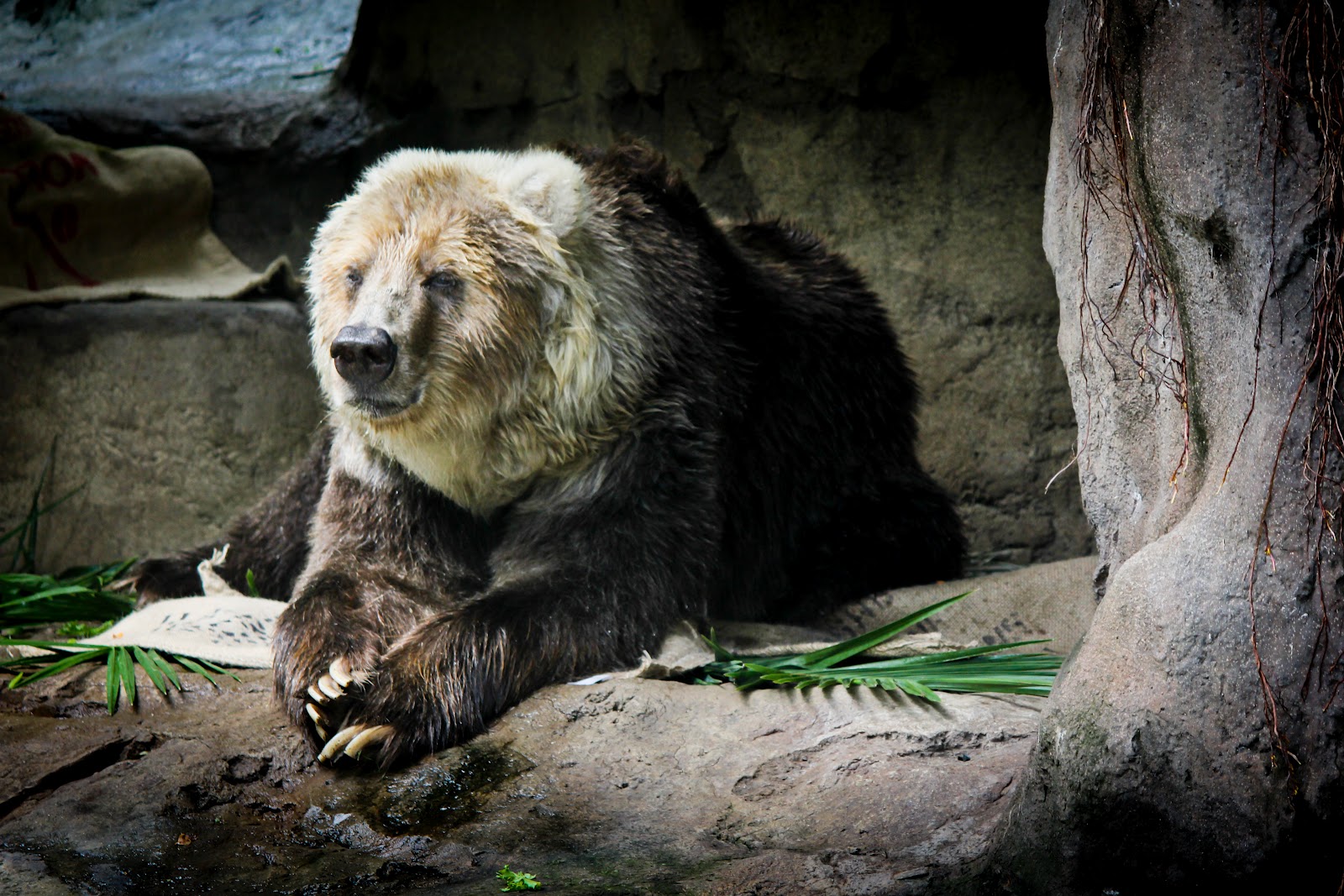 Meet Me In Montauk a photographic blog Taronga Zoo The Animals