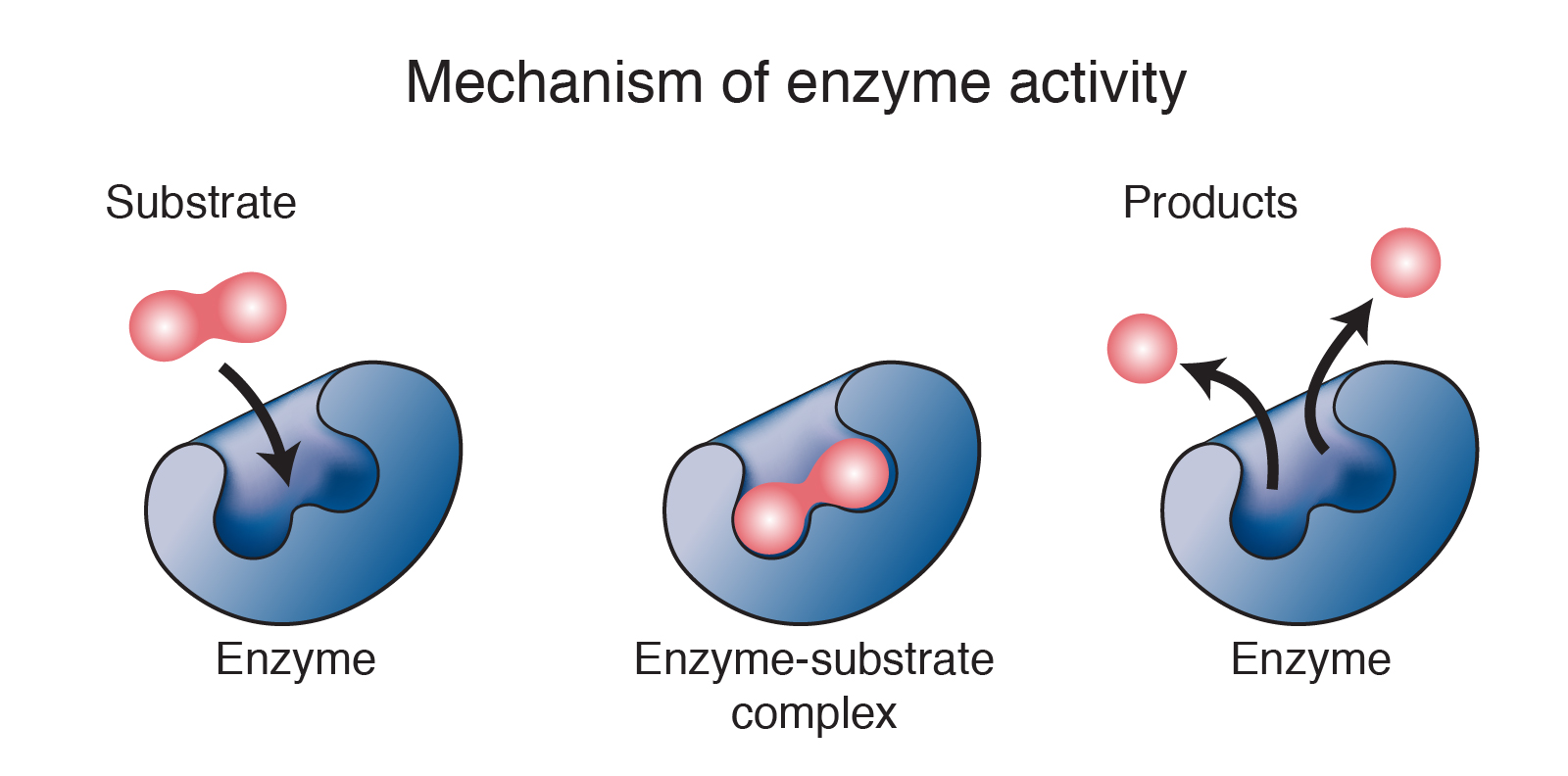 a researcher proposes a model to explain how enzyme substrate