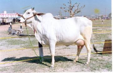 hariana cattle breed