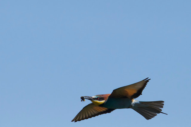 European Bee-eater Merops apiaster. Vienne. France. Photo by Ingrid de Winter for Loire Valley Time Travel. European Bee-eater Merops apiaster. Vienne. France. Photo by Ingrid de Winter for Loire Valley Time Travel.