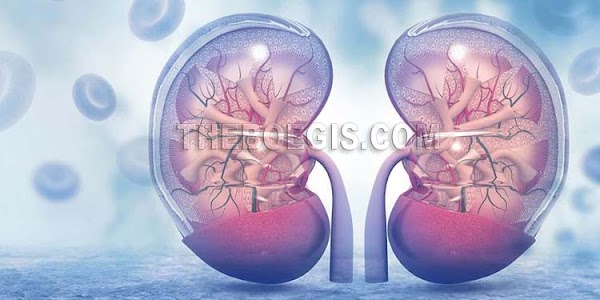 7 Tips on how to keep your kidneys healthy 7 Tips on how to keep your kidneys healthy