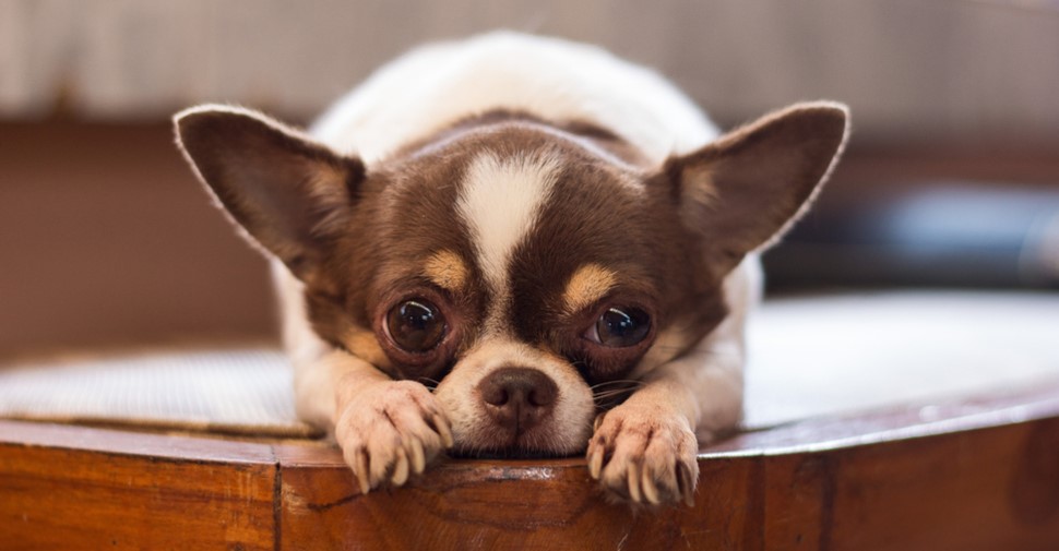 Kucuk Kopek Cinsleri Nelerdir Iste 25 Kucuk Kopek Cinsi Ve Ozellikleri