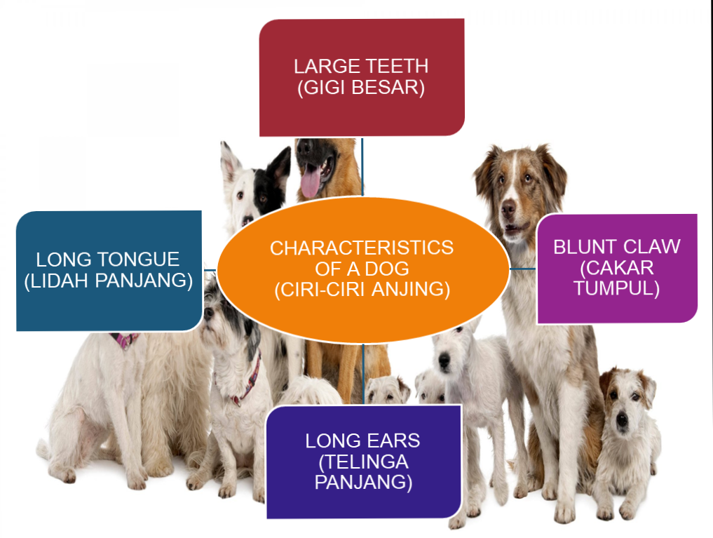 Learning Animal