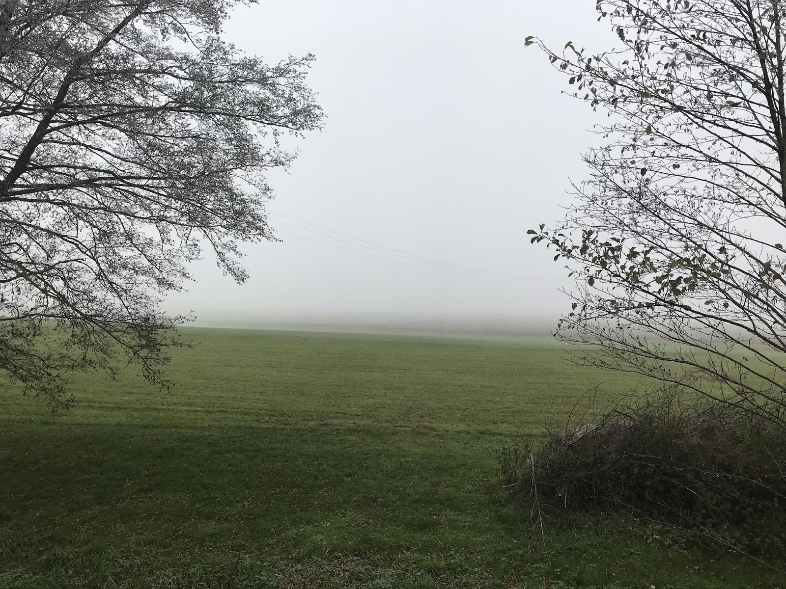 Hanfpalme Im Kubel Im Freien Uberwintern Und Der Erlkonig Achims