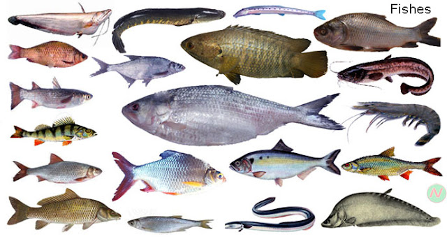 Fish Names Pictures Fish Vocabulary Necessary Vocabulary Razunana fish-names-pictures-fish-vocabulary-necessary-vocabulary-razunana