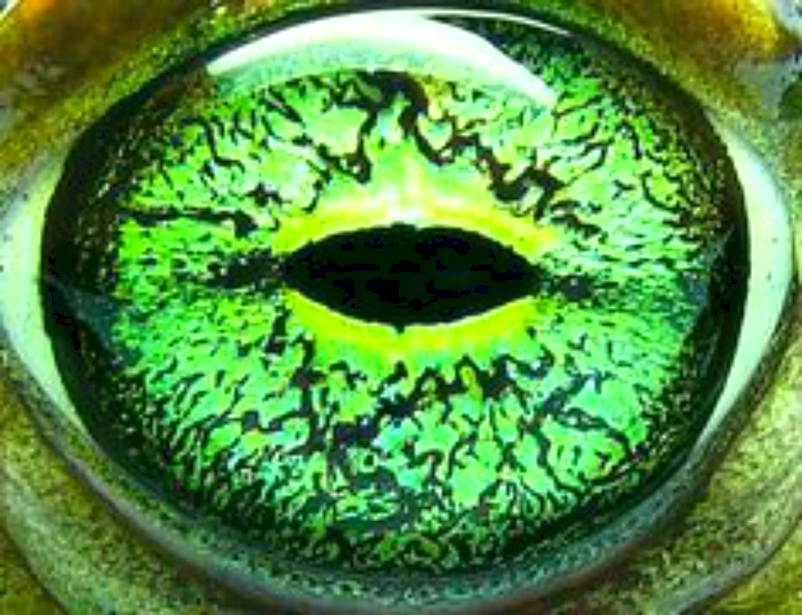 SEARCH AND BUY THIS PRODUCT Today's News: Blind Man Is Given Sight With Frog Eyes