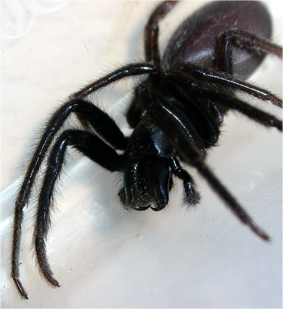 Arachnerds Segestria florentina Tube  Spider