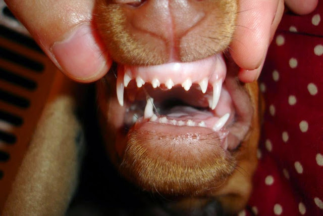 Misaligned puppy teeth