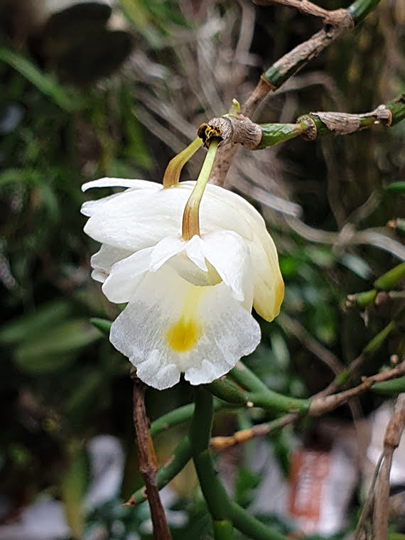 Dendrobium parciflorum