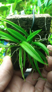 Lonopsis paniculata