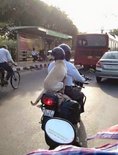 Responsible citizen caring for his dog with proper road safety measures