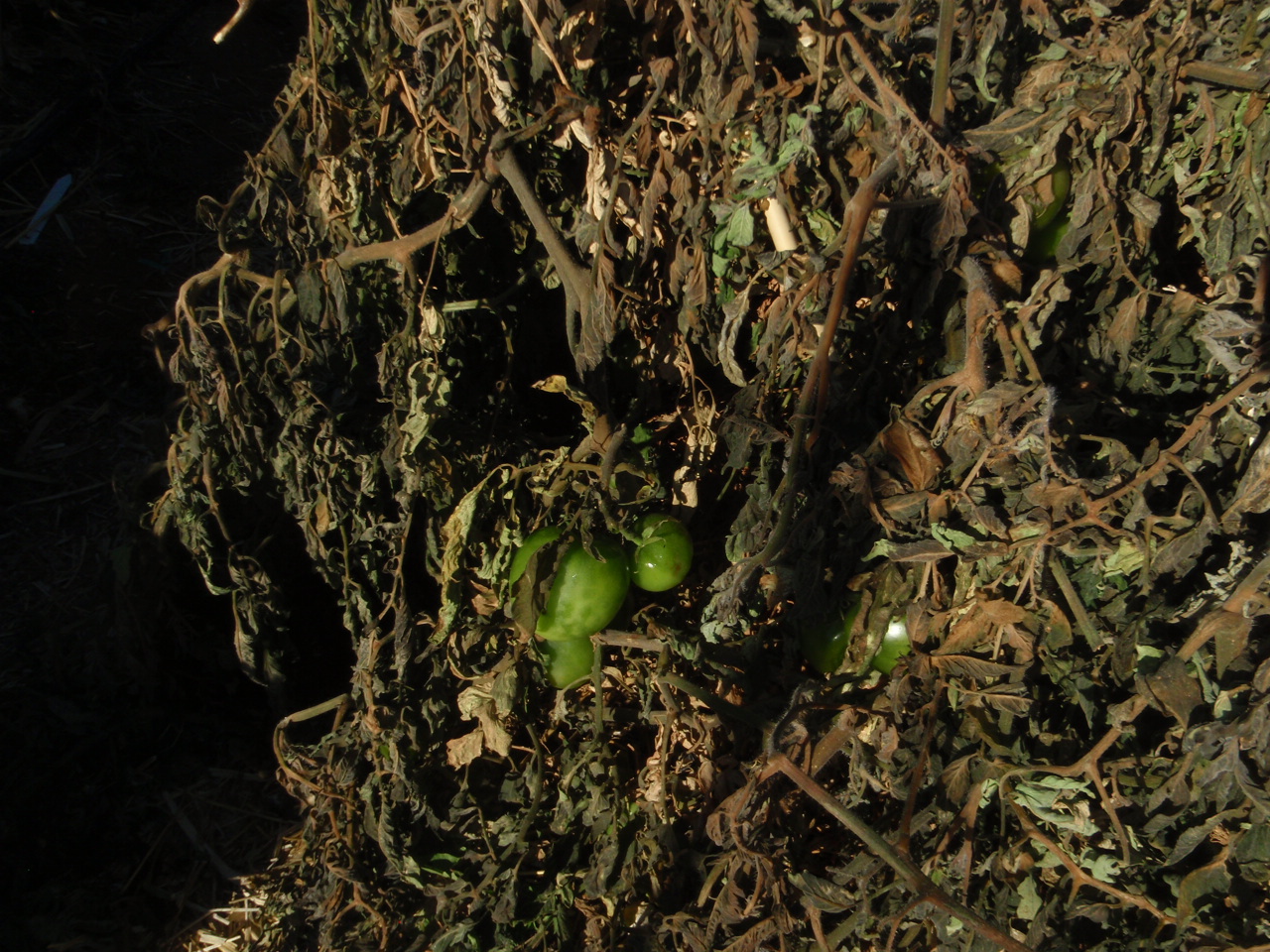 Xtremehorticulture of the Desert Should I Put a Sheet on my Veggies