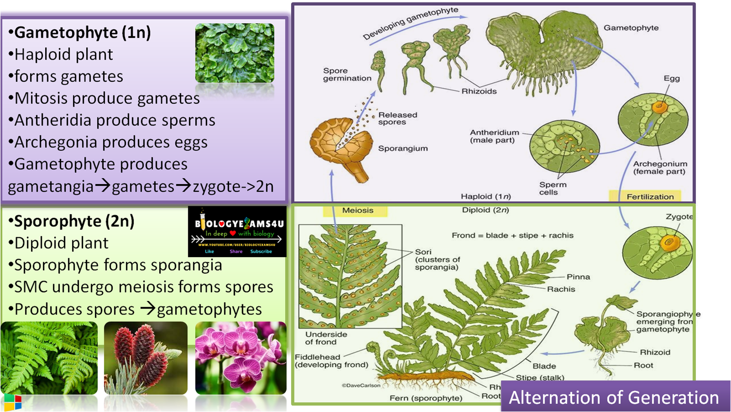 is Alternation in Plants? Difference between Gametophyte and Sporophyte with example