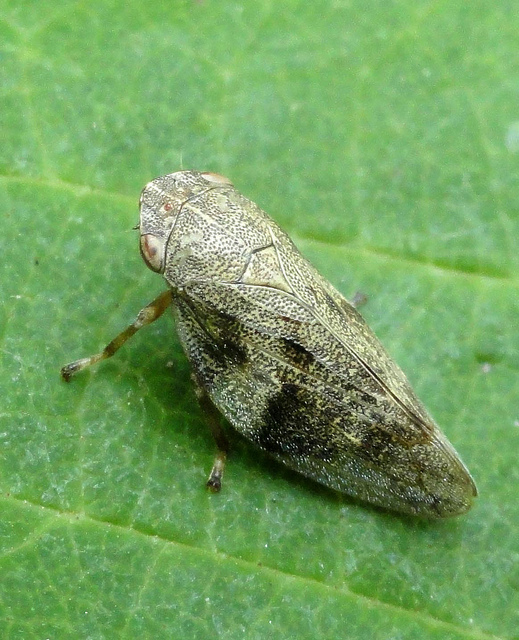 TYPES OF INSECTS : Alder Spittlebug