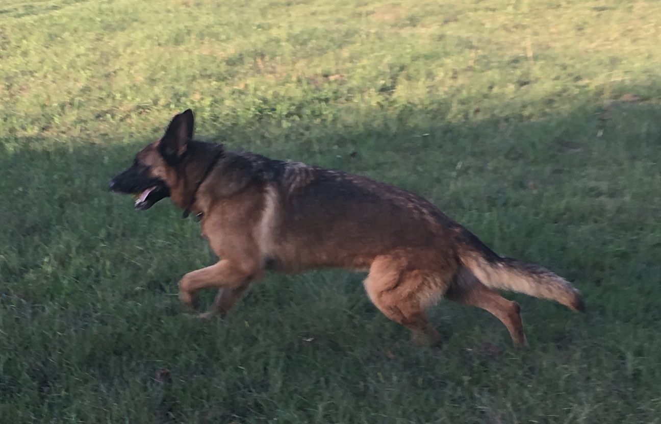 dog adoption fairs near me