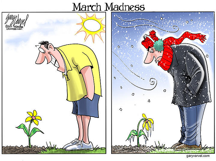 The Cockeyed Homestead Weather Dilemma Starting Seeds