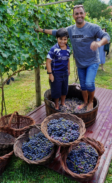 Onde participar da Vindima na Serra Gaúcha: 6 lugares onde você pode participar da colheita e pisa das uvas - Felipe, o pequeno viajante