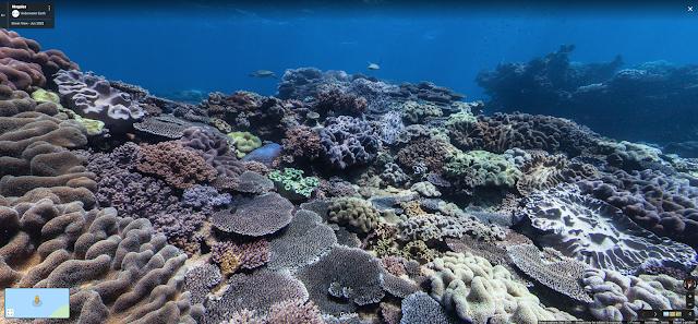 Underwater Street View of a coral reef at Whalebone