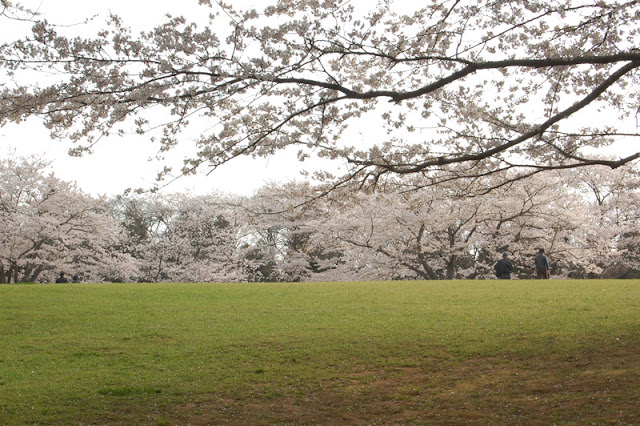 千葉さんぽ 泉自然公園 千葉市 若葉区