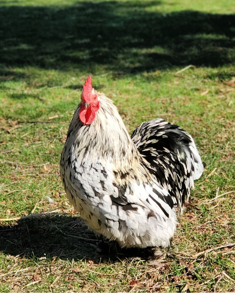 Rooster vs. Hen: Know Before They Crow - Backyard Poultry