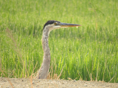 california birding hotspots