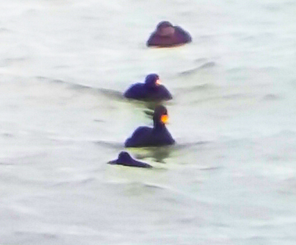 Our Black Scoter Candidate - Stag Rocks, Bamburgh, Northumberland