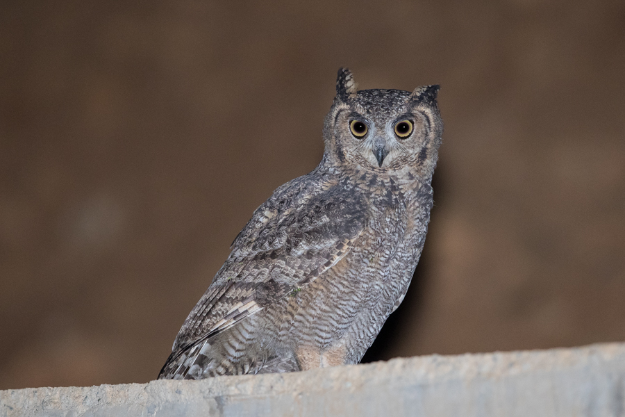Arabian Spotted Eagle Owl
