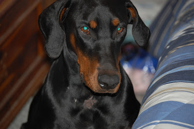Duchess - Queen of my house photo by Trisha Field