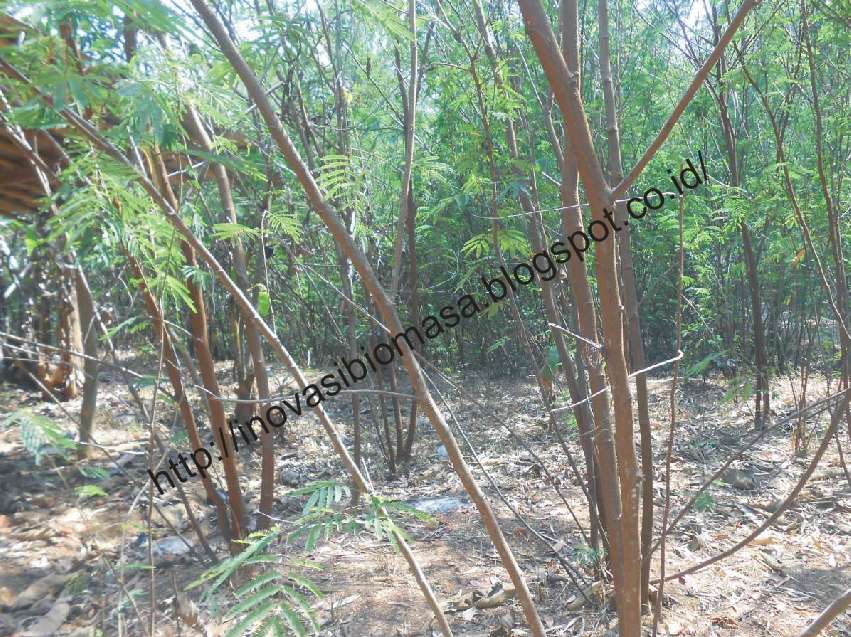 Inovasi Biomasa : Menjadi Pemain Utama Wood Pellet di Asia dan Dunia