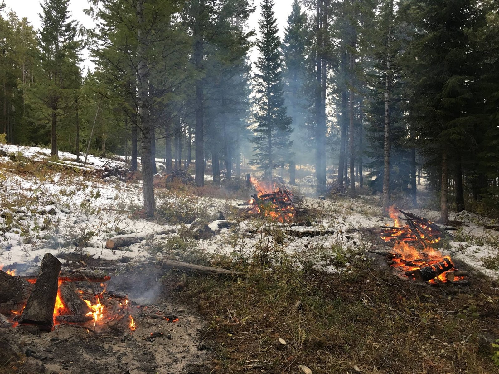 Kelli S Northern Ireland Garden Forest Flame And The Irish Garden