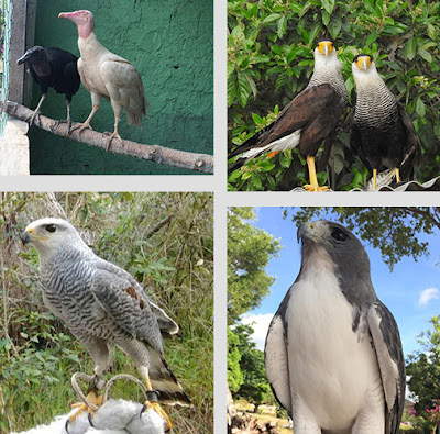 Parque dos Falcões: hospital, abrigo e escola das aves de rapina Fotos divulgação do Parque dos Falcões - Matéria Parque dos Falcões - BLOG LUGARES DE MEMÓRIA