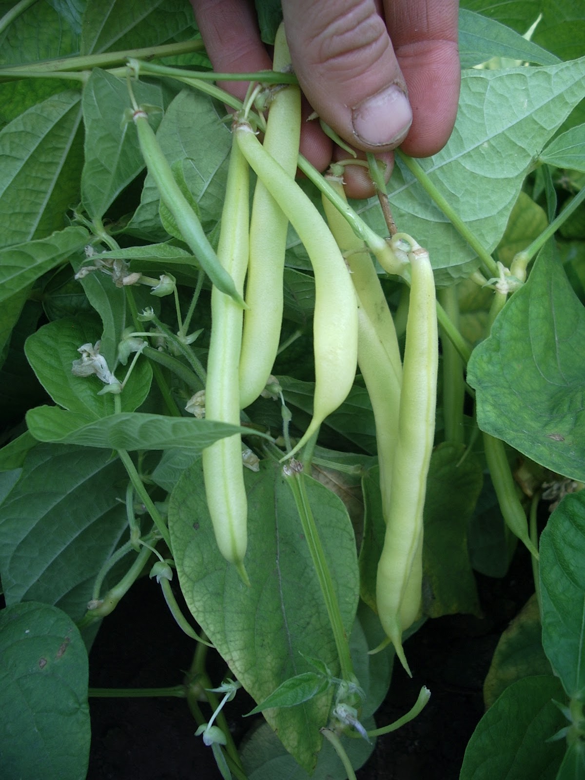 How are Seeds Dispersed in Alaska? Alaska Master Gardener Blog