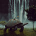 The Scene of a Girl Sitting on a Turtle !! Photo Manipulation Photoshop Tutorial