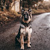Secret diary of a dog trainer