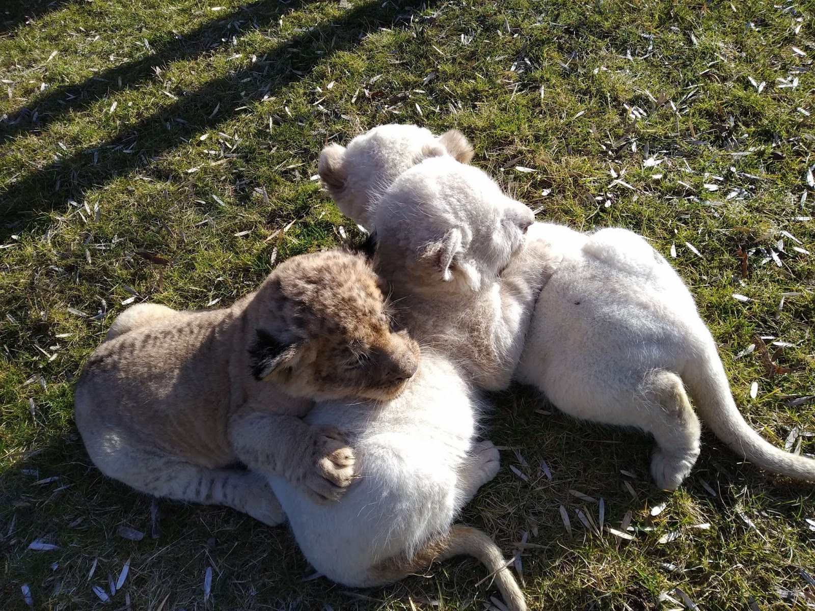 тайган сафари львята. парк тайган львята. парк львов тайган львята. сафари парк крым. тайган белые львята родились.