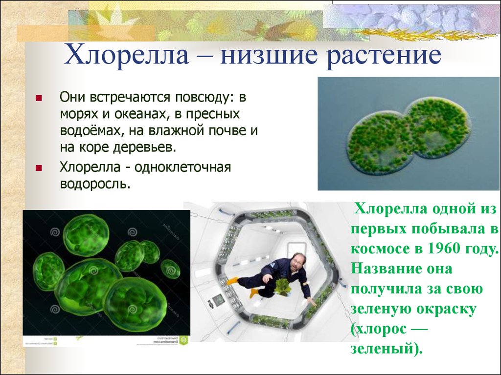 В каких биотехнологиях используют одноклеточные водоросли. Одноклеточные растения хлорелла. Одноклеточная водоросль хлорелла. Хлорелла в космосе. Хлорелла характеристика.