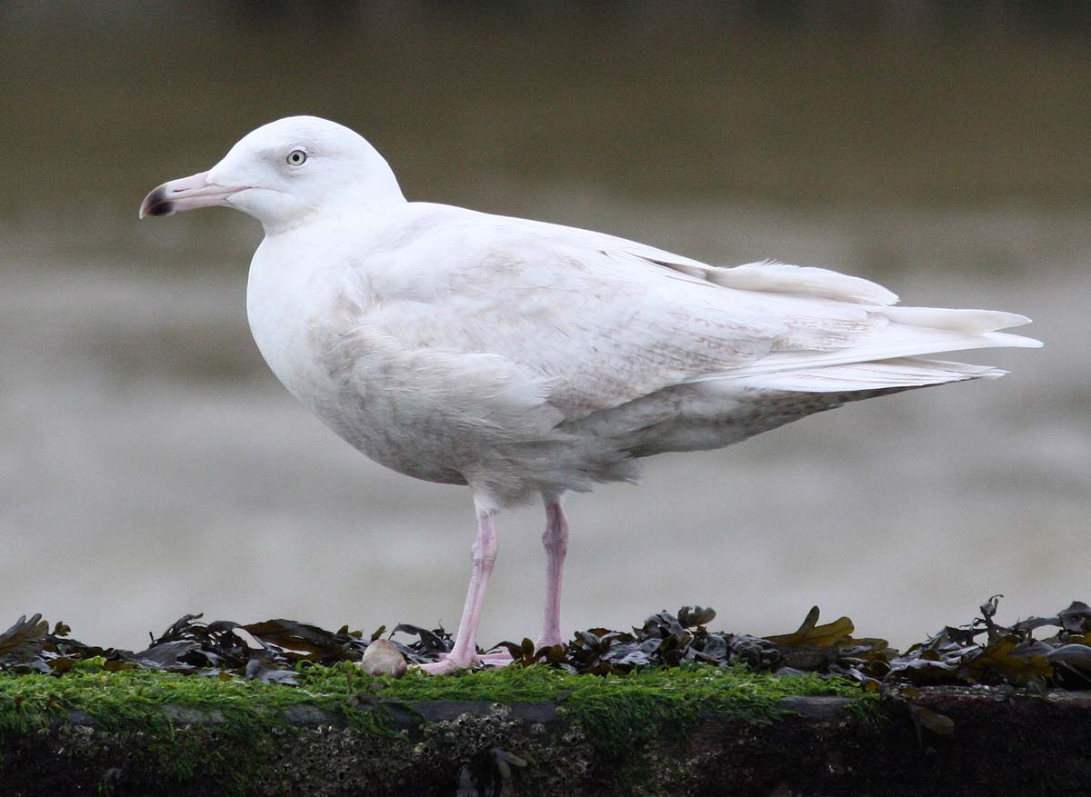 Glaucous Gull