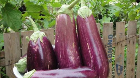 These are the benefits of eggplant and how to process it These are the benefits of eggplant and how to process it