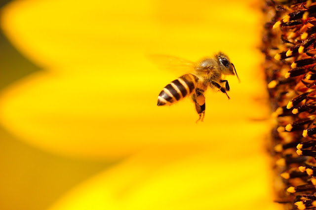 IMÁGENES DE ABEJAS - IMAGES OF BEES.