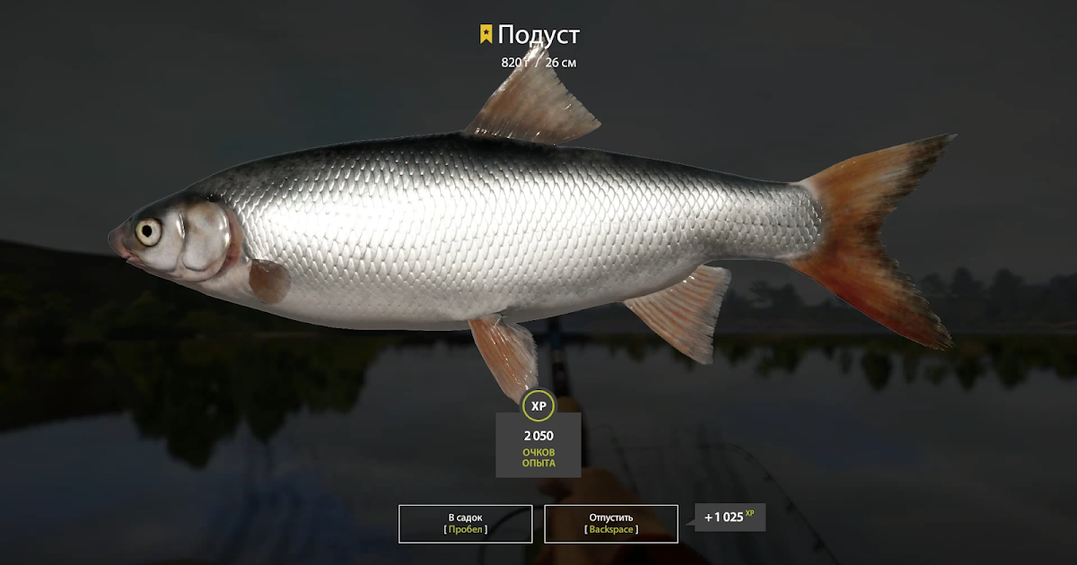 игра реальная рыбалка подуст. волжский подуст реальная рыбалка. волжский подуст реальная рыбалка. игра реальная рыбалка подуст. подуст значение слова.