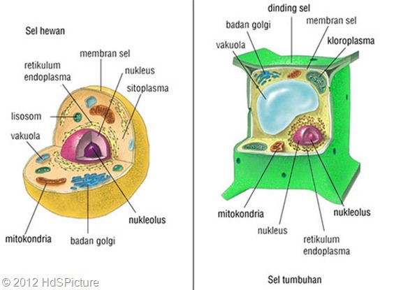 Perbedaan Sel Hewan dan Sel Tumbuhan Beserta Fungsinya - Jurnal